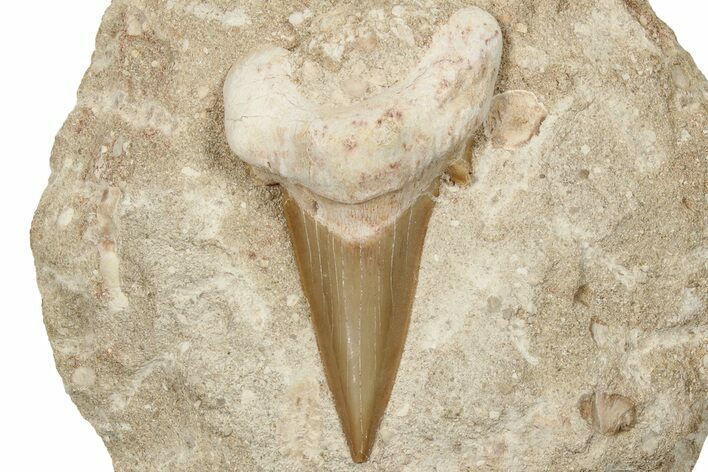 3.15" Otodus Shark Tooth Fossil in Rock - Huge Tooth!